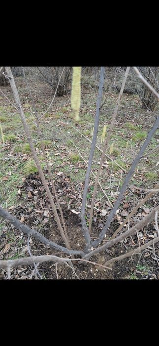 Tăieri de pomi fructiferi, viță de vie si aluni /tufe de aluni