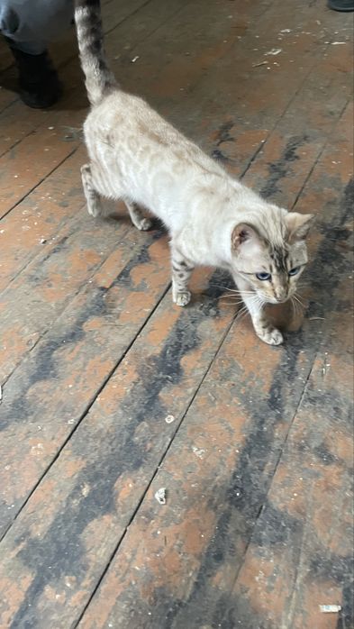 Sotiladi Siamskiy mushuk