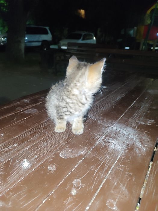 Кот привитый не болеет