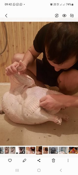 Индук ундік Индюк