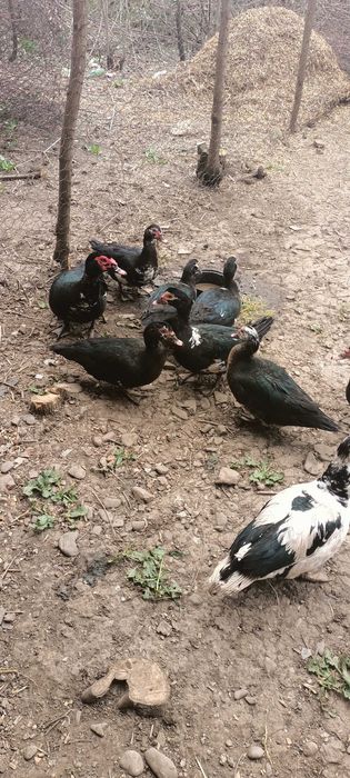 Rațe mute de vânzare