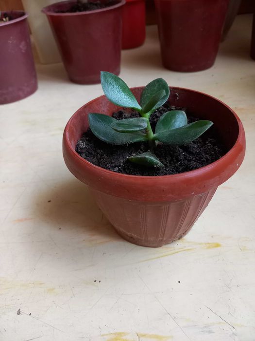 Продам комнатные цветы