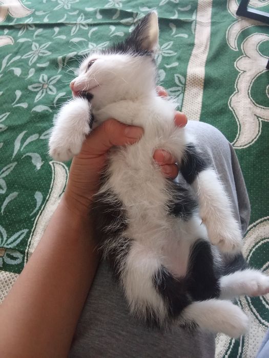 Обычный котёнок мальчик 2 месяц