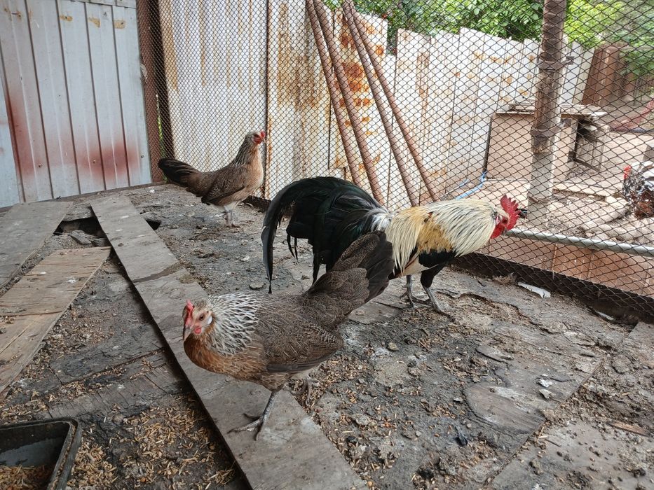 Феникс   серебро