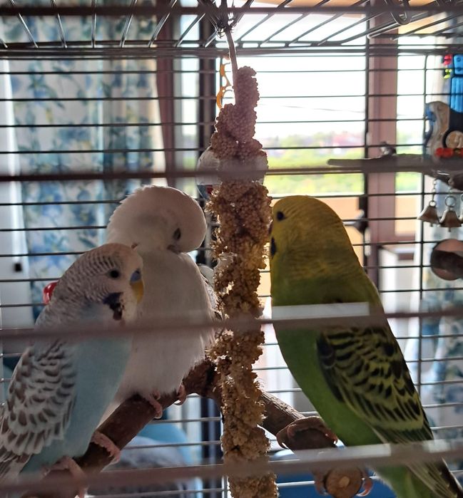 Papagali peruși de vânzare