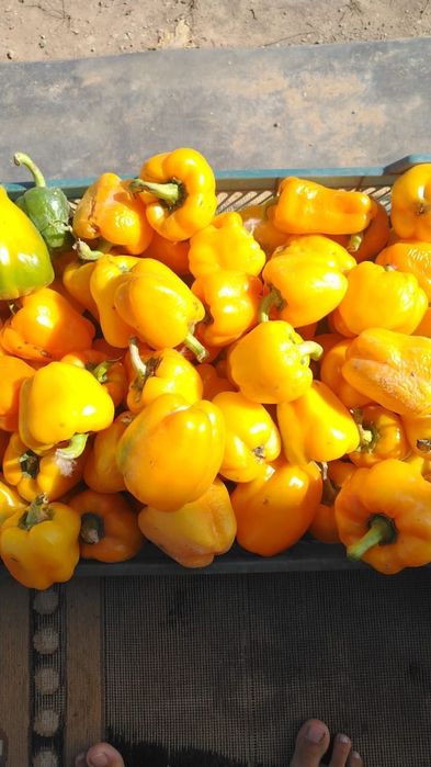 Продам срочно перцы