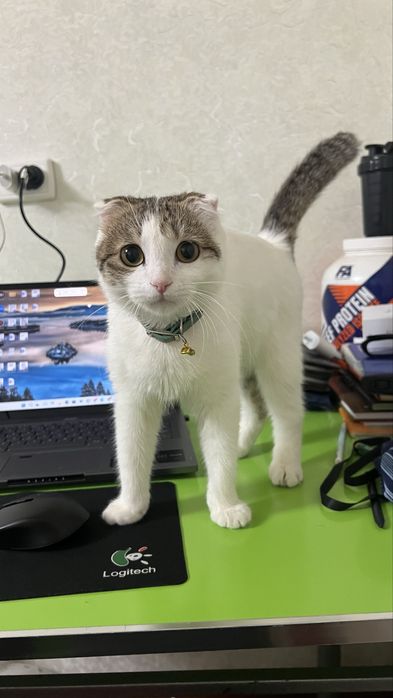 Zotdor Mushuk sotiladi