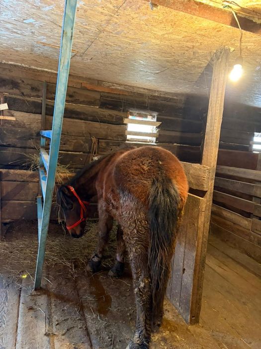 Семіз тай сатылымда