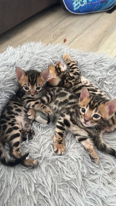 Бенгальские котята
