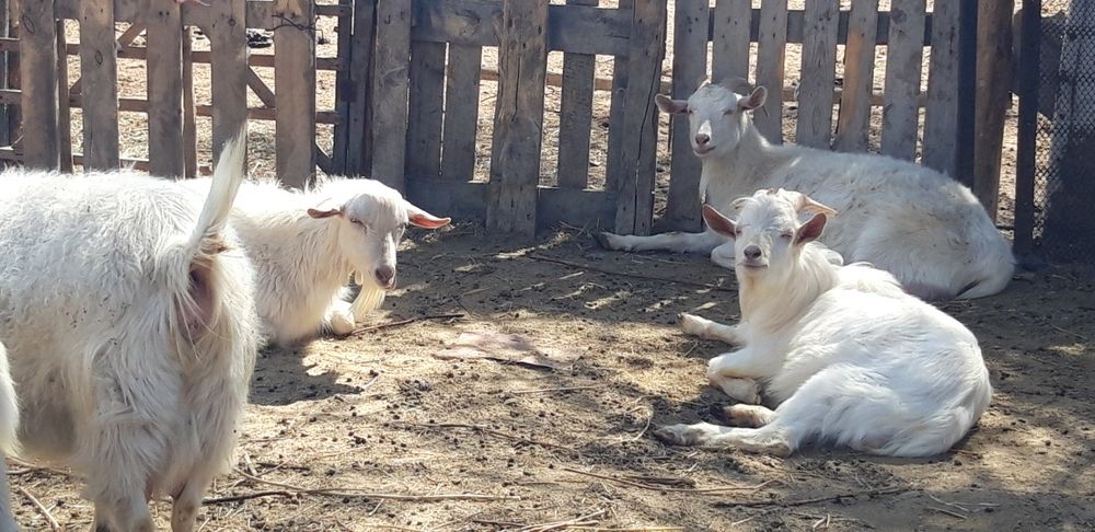 Козы породы заанен