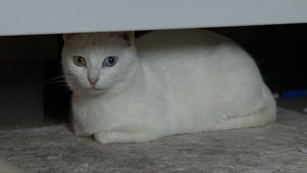 Отдам котенка мальчика