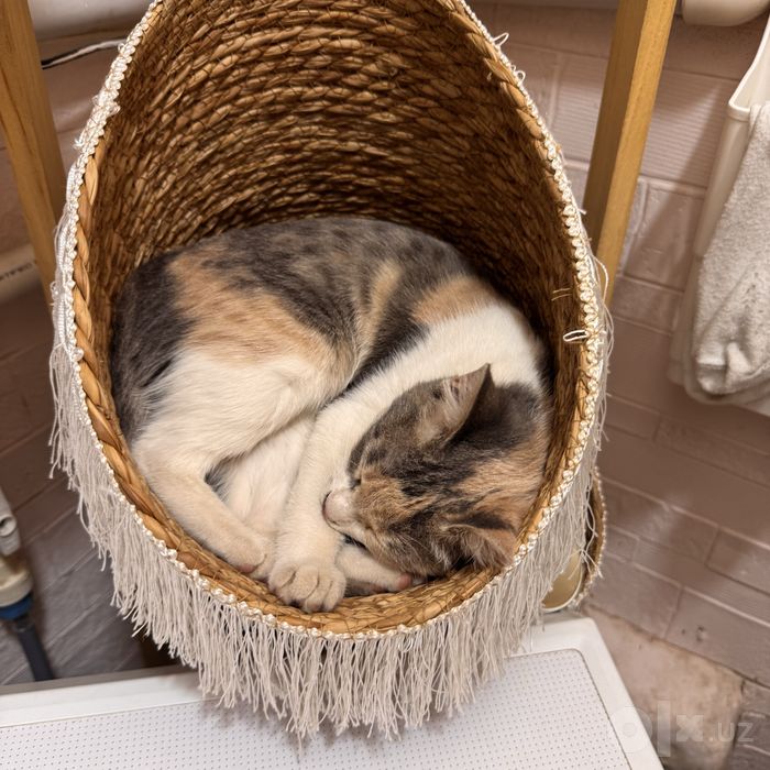 Отдается котодоча!!!