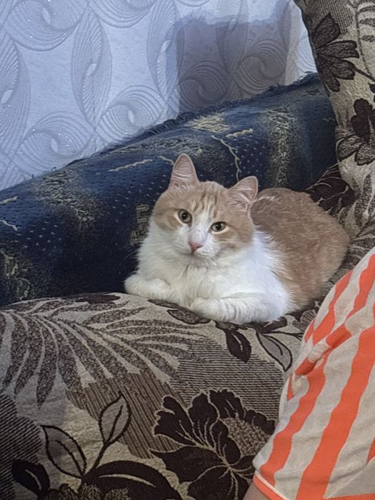 Отдам взрослого котика