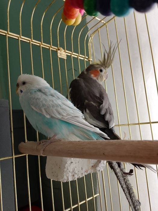 Продам попугая Карелла и волнистого