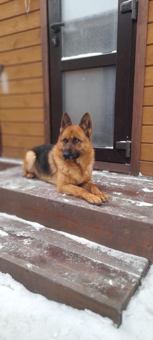 Щенки немецкой овчарки