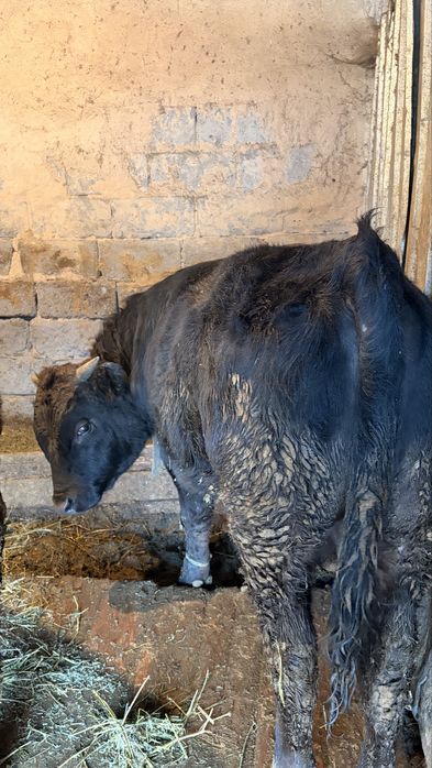 Бычки 3 голов наоткорме