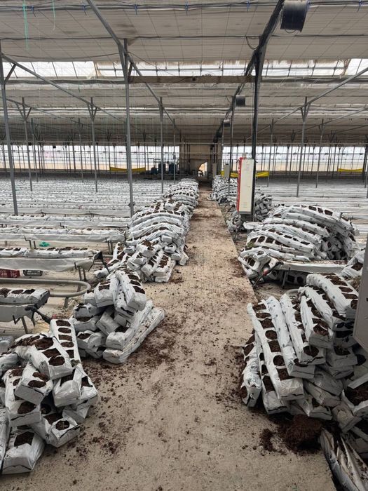 Продается Кокопит Kokopit sotiladi Cocopit ishlatilgan.