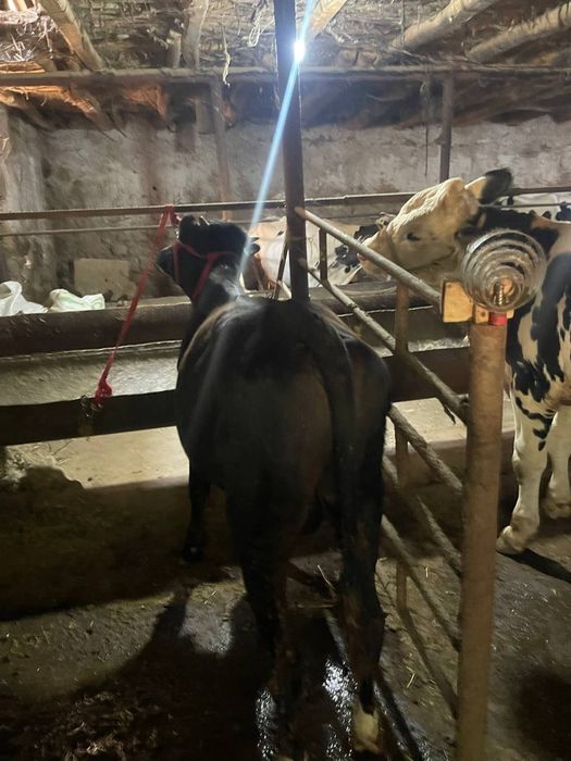 Buqala sotiladi arzon bervoramiz