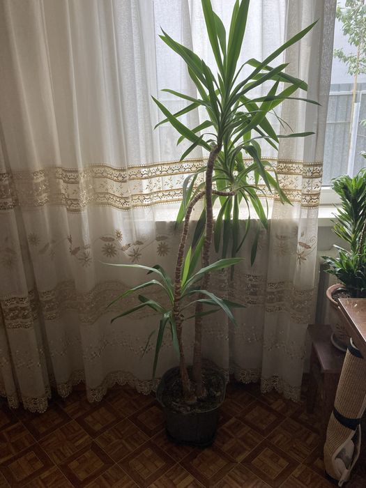 Юкка, Драцена пальма