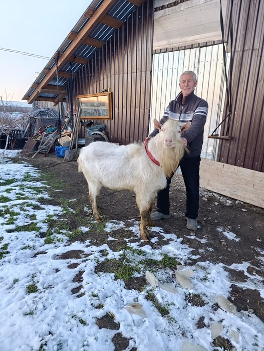 Vând țap sannen sau schimb