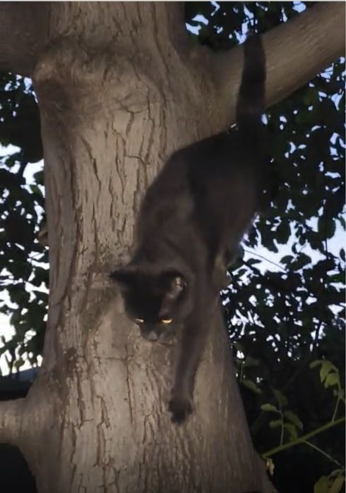 Котенок мальчик бесплатно