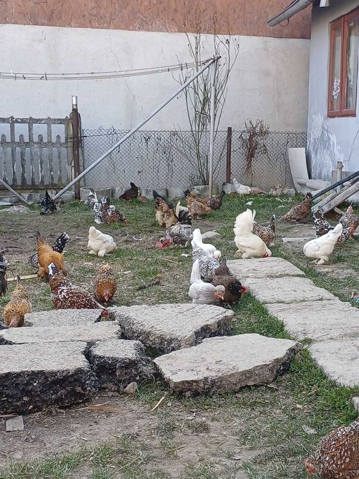 Vand oua pitica  mii de flori si motate