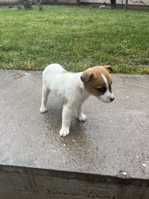 Mascul jack russel