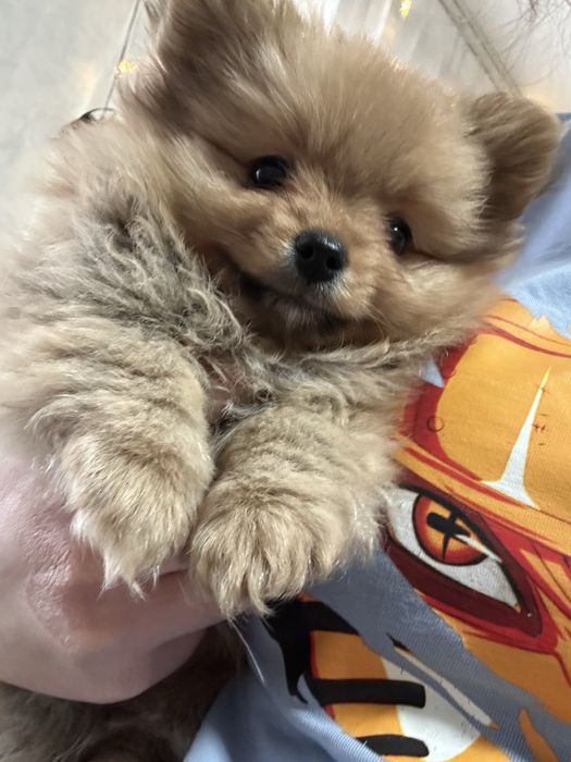 Продам шпица девочку