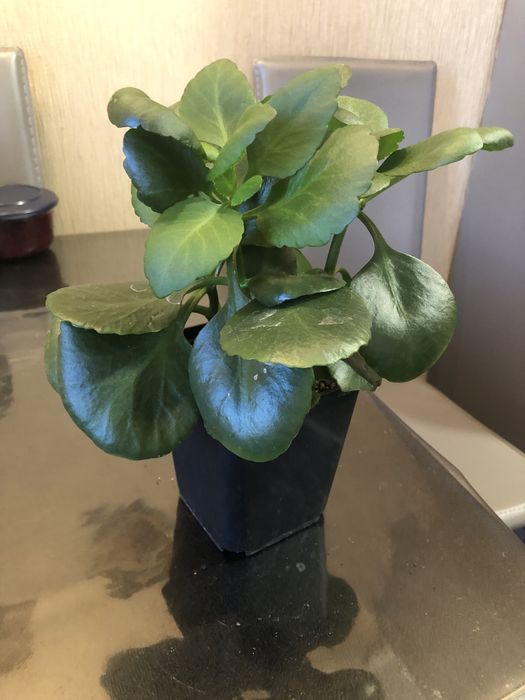 Продам комн. цветы