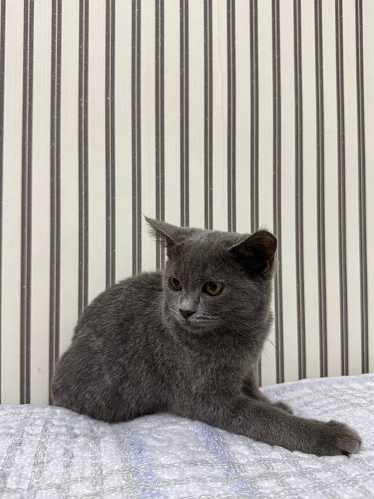 Britan strayt sotiladi