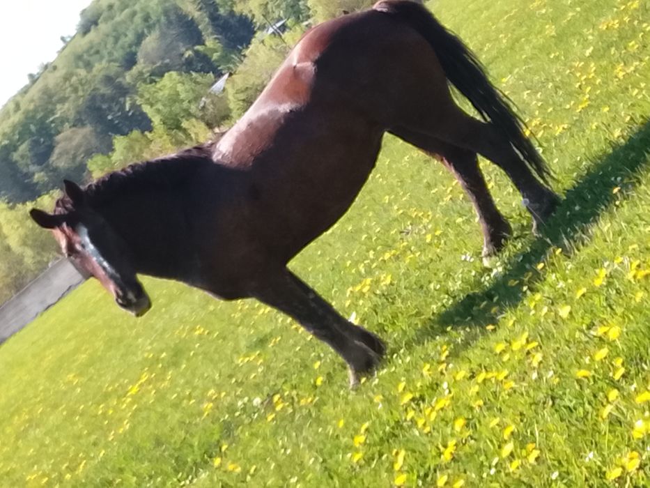 Vând iapă de 5 ani