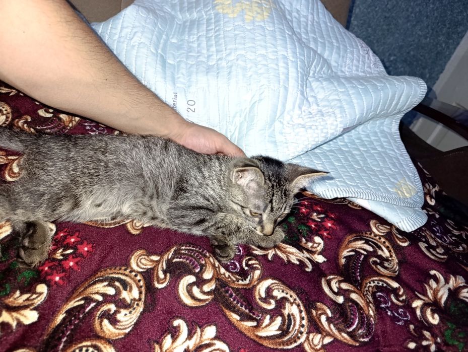 Нежные комочки счастья ищут новые дома — 5 котят, 2 месяца