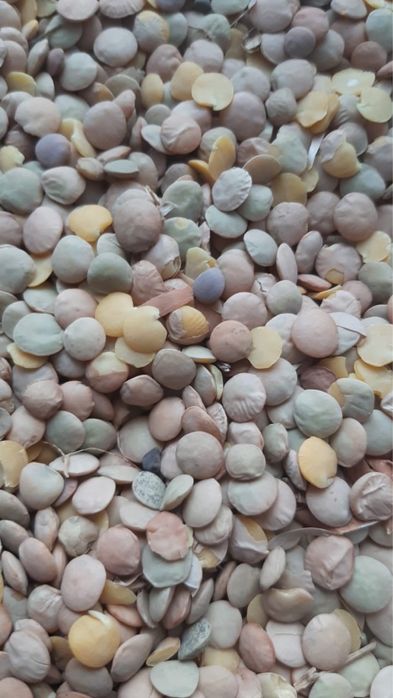 Чечевица. Корм для с-х животных