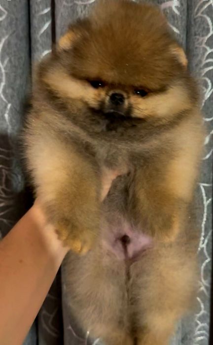 Шпиц померанский