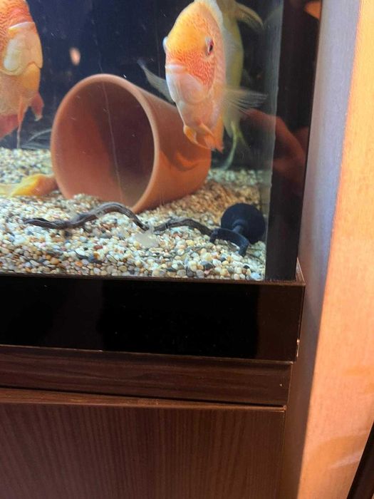 Дизайнерски кантиран аквариум с шкаф