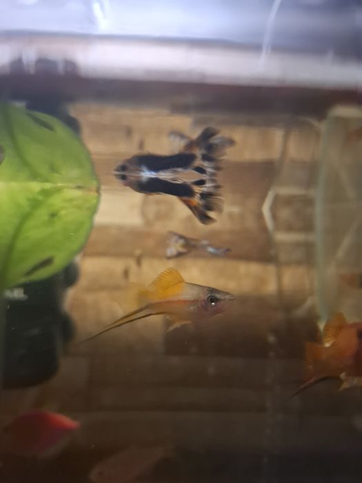 Pești Guppy & Xipho