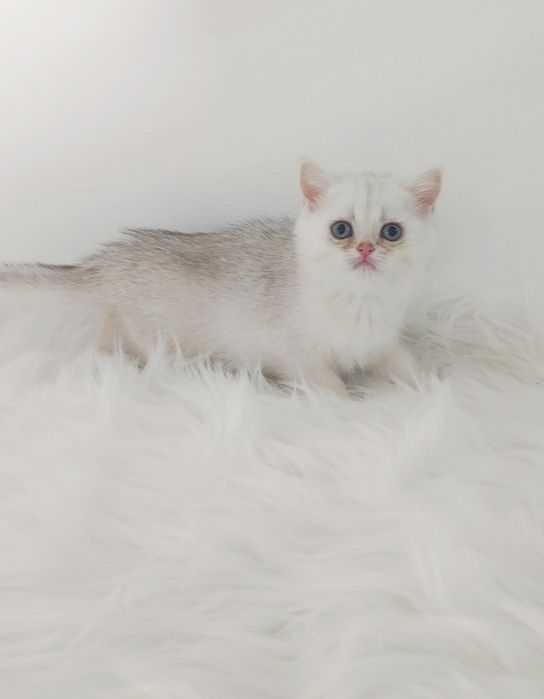 Кошечка БритаНка 2 мес