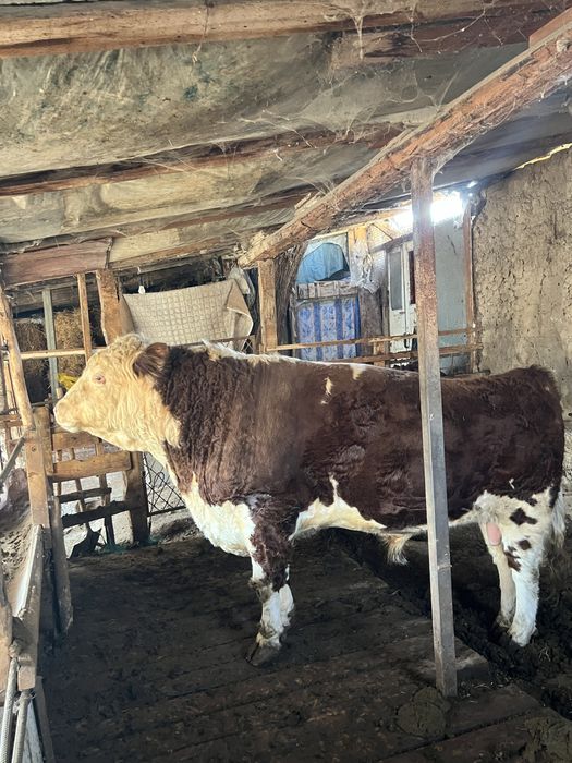 Simental Buqa sotiladi 700 kg