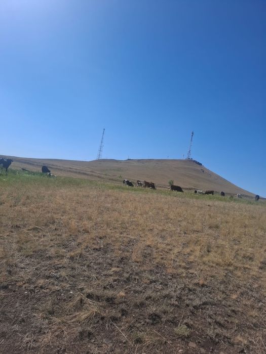 Крс коровы Телята