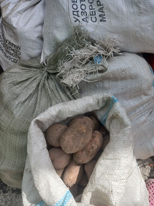 Продам картофель