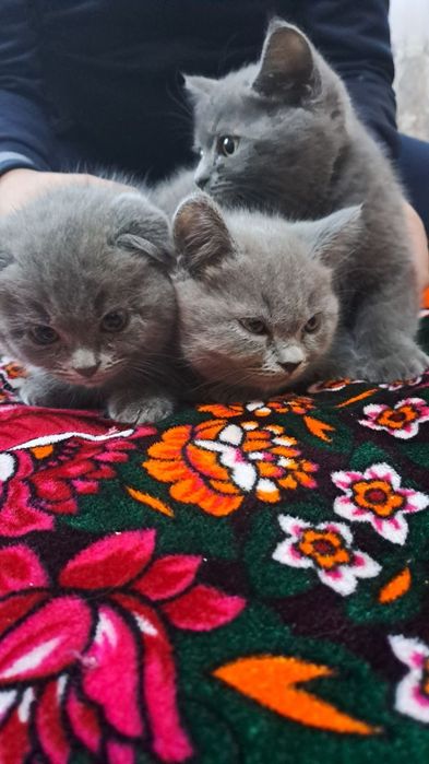 Scottish fold 2.5 oylik