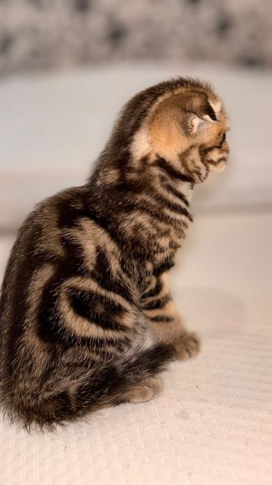 Девочка скоттиш фолд