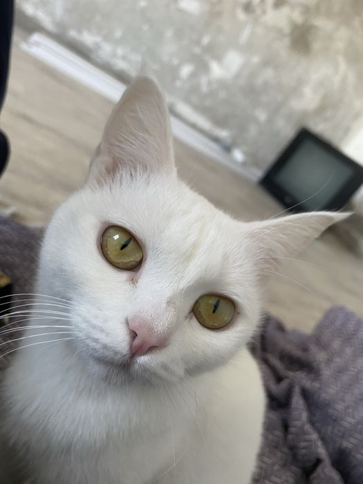 Отдам котят вместе с кошкой