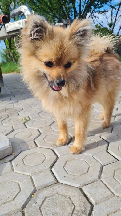 Spitz Pomeranian