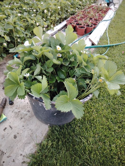 Stoloni capsune butasi produc tot anul unifere