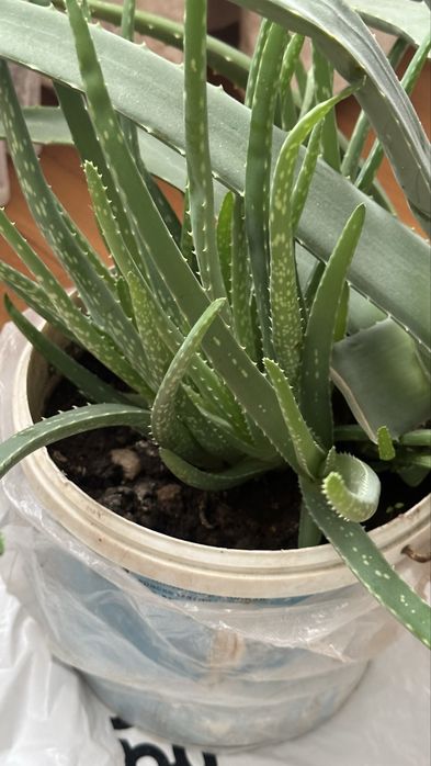 Столетник- алоэ дешево