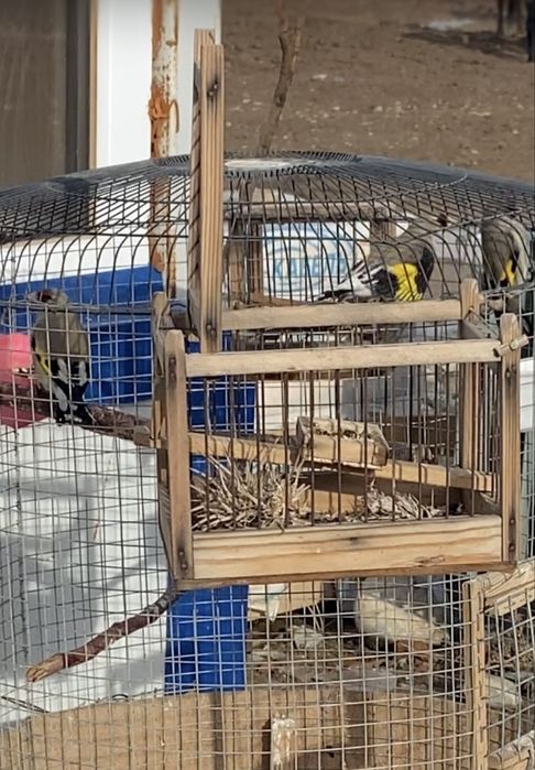 Щеглы пепельные(седоголовые)