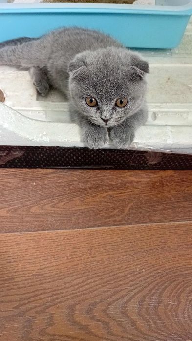 4 месячных Кошка