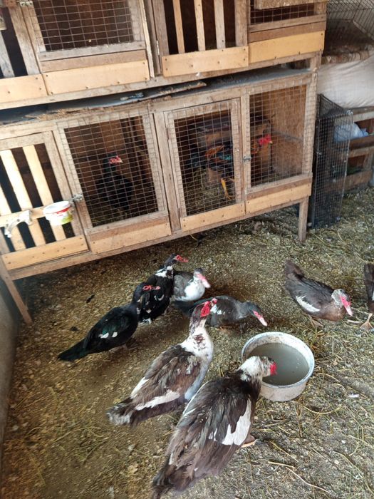 Продам индоуток  и селезней