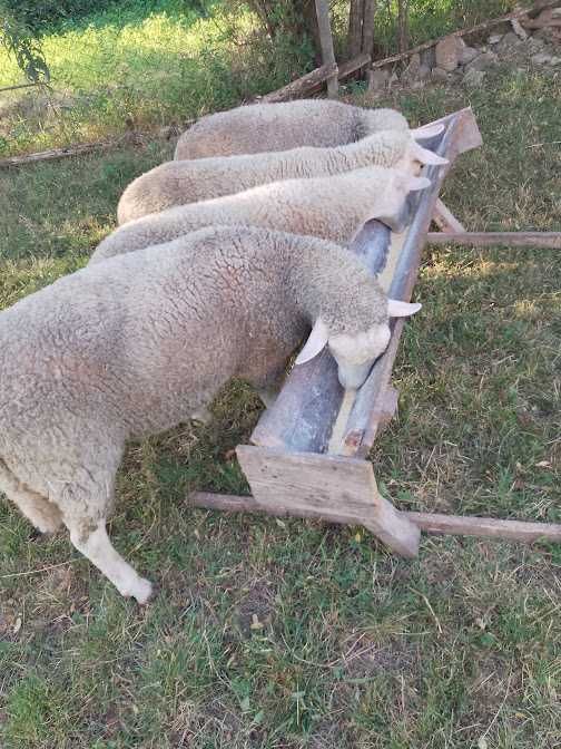 vanzari ovine lacaune